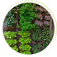 horta organica suspensa