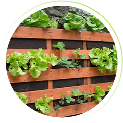 horta suspensa com pallet